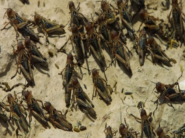 Marocanski-skakalec.jpg